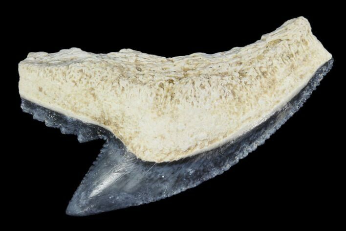 Fossil Tiger Shark Tooth - Bone Valley, Florida #113895